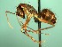 (Camponotus ACZ5778 - Z_006)  @12 [ ] CreativeCommons - Attribution (2016) David Donoso Universidad de Cuenca