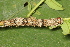  ( - YAWCATCR0999)  @12 [ ] CreativeCommons - Attribution Non-Commercial Share-Alike (2015) C. Redmond Czech Academy of Sciences