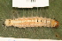  ( - YAWCATCR0917)  @12 [ ] CreativeCommons - Attribution Non-Commercial Share-Alike (2015) C. Redmond Czech Academy of Sciences