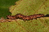  ( - YAWCATCR0818)  @12 [ ] CreativeCommons - Attribution Non-Commercial Share-Alike (2015) C. Redmond Czech Academy of Sciences