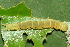  ( - YAWCATCR0251)  @12 [ ] CreativeCommons - Attribution Non-Commercial Share-Alike (2015) C. Redmond Czech Academy of Sciences