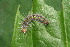  ( - YAWCATCR0063)  @12 [ ] CreativeCommons - Attribution Non-Commercial Share-Alike (2015) C. Redmond Czech Academy of Sciences