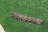  ( - YAWCATCR0072)  @12 [ ] CreativeCommons - Attribution Non-Commercial Share-Alike (2015) C. Redmond Czech Academy of Sciences