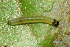  ( - YAWCATCR0102)  @12 [ ] CreativeCommons - Attribution Non-Commercial Share-Alike (2015) C. Redmond Czech Academy of Sciences