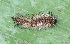  ( - YAWCATCR0075)  @12 [ ] CreativeCommons - Attribution Non-Commercial Share-Alike (2015) C. Redmond Czech Academy of Sciences