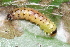  ( - YAWCATCR0520)  @12 [ ] CreativeCommons - Attribution Non-Commercial Share-Alike (2015) C. Redmond Czech Academy of Sciences