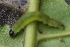  ( - YAWCATCR0773)  @12 [ ] CreativeCommons - Attribution Non-Commercial Share-Alike (2015) C. Redmond Czech Academy of Sciences