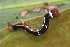  (Lobocraspeda sp. ACM4541 - YAWCATCR0276)  @12 [ ] CreativeCommons - Attribution Non-Commercial Share-Alike (2015) C. Redmond Czech Academy of Sciences