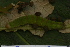  (NolidaeGEN sp. ACB1281 - YAWCATCR0941)  @12 [ ] CreativeCommons - Attribution Non-Commercial Share-Alike (2015) C. Redmond Czech Academy of Sciences