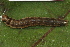  ( - YAWCATCR0147)  @12 [ ] CreativeCommons - Attribution Non-Commercial Share-Alike (2015) C. Redmond Czech Academy of Sciences