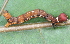  ( - YAWCATCR0001)  @12 [ ] CreativeCommons - Attribution Non-Commercial Share-Alike (2015) C. Redmond Czech Academy of Sciences