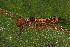  ( - YAWCATCR0705)  @12 [ ] CreativeCommons - Attribution Non-Commercial Share-Alike (2015) C. Redmond Czech Academy of Sciences