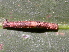  ( - YAWCATCR0300)  @12 [ ] CreativeCommons - Attribution Non-Commercial Share-Alike (2015) C. Redmond Czech Academy of Sciences