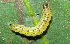  ( - YAWCATCR0634)  @12 [ ] CreativeCommons - Attribution Non-Commercial Share-Alike (2015) C. Redmond Czech Academy of Sciences