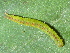  ( - YAWCATCR0850)  @11 [ ] CreativeCommons - Attribution Non-Commercial Share-Alike (2015) C. Redmond Czech Academy of Sciences