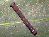  ( - YAWCATCR0950)  @12 [ ] CreativeCommons - Attribution Non-Commercial Share-Alike (2015) C. Redmond Czech Academy of Sciences
