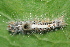  (ErebidaeGEN sp. ACM4274 - YAWCATCR0884)  @12 [ ] CreativeCommons - Attribution Non-Commercial Share-Alike (2015) C. Redmond Czech Academy of Sciences