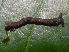  ( - YAWCATCR0805)  @12 [ ] CreativeCommons - Attribution Non-Commercial Share-Alike (2015) C. Redmond Czech Academy of Sciences