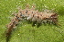  (Olene sp. ABY9175 - YAWCATCR0626)  @12 [ ] CreativeCommons - Attribution Non-Commercial Share-Alike (2015) C. Redmond Czech Academy of Sciences