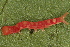  ( - YAWCATCR0439)  @12 [ ] CreativeCommons - Attribution Non-Commercial Share-Alike (2015) C. Redmond Czech Academy of Sciences
