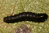 ( - YAWCATCR0154)  @12 [ ] CreativeCommons - Attribution Non-Commercial Share-Alike (2015) C. Redmond Czech Academy of Sciences