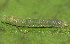  ( - YAWCATCR0615)  @12 [ ] CreativeCommons - Attribution Non-Commercial Share-Alike (2015) C. Redmond Czech Academy of Sciences