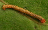  ( - YAWCATCR0617)  @12 [ ] CreativeCommons - Attribution Non-Commercial Share-Alike (2015) C. Redmond Czech Academy of Sciences