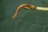  ( - YAWCATCR0833)  @12 [ ] CreativeCommons - Attribution Non-Commercial Share-Alike (2015) C. Redmond Czech Academy of Sciences