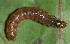  (Udea sp. AAP1464 - YAWCATCR0614)  @12 [ ] CreativeCommons - Attribution Non-Commercial Share-Alike (2015) C. Redmond Czech Academy of Sciences