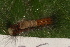  ( - YAWCATCR0578)  @12 [ ] CreativeCommons - Attribution Non-Commercial Share-Alike (2015) C. Redmond Czech Academy of Sciences