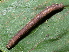  ( - YAWCATCR0545)  @12 [ ] CreativeCommons - Attribution Non-Commercial Share-Alike (2015) C. Redmond Czech Academy of Sciences
