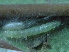  ( - YAWCATCR0904)  @12 [ ] CreativeCommons - Attribution Non-Commercial Share-Alike (2015) C. Redmond Czech Academy of Sciences