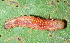  ( - YAWCATCR0373)  @12 [ ] CreativeCommons - Attribution Non-Commercial Share-Alike (2015) C. Redmond Czech Academy of Sciences