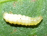  ( - YAWCATCR0212)  @12 [ ] CreativeCommons - Attribution Non-Commercial Share-Alike (2015) C. Redmond Czech Academy of Sciences