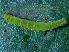  ( - YAWCATCR0367)  @12 [ ] CreativeCommons - Attribution Non-Commercial Share-Alike (2015) C. Redmond Czech Academy of Sciences