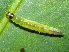  ( - YAWCATCR0221)  @12 [ ] CreativeCommons - Attribution Non-Commercial Share-Alike (2015) C. Redmond Czech Academy of Sciences