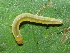  ( - YAWCATCR0227)  @12 [ ] CreativeCommons - Attribution Non-Commercial Share-Alike (2015) C. Redmond Czech Academy of Sciences