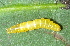  ( - YAWCATCR0347)  @13 [ ] CreativeCommons - Attribution Non-Commercial Share-Alike (2015) C. Redmond Czech Academy of Sciences
