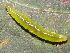  ( - YAWCATCR0177)  @12 [ ] CreativeCommons - Attribution Non-Commercial Share-Alike (2015) C. Redmond Czech Academy of Sciences