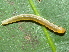  ( - YAWCATCR0170)  @12 [ ] CreativeCommons - Attribution Non-Commercial Share-Alike (2015) C. Redmond Czech Academy of Sciences
