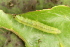  ( - YAWCATCR0558)  @12 [ ] CreativeCommons - Attribution Non-Commercial Share-Alike (2015) C. Redmond Czech Academy of Sciences