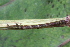  (ErebidaeGEN sp. ACL3603 - YAWCATCR0867)  @12 [ ] CreativeCommons - Attribution Non-Commercial Share-Alike (2015) C. Redmond Czech Academy of Sciences