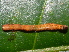  (ErebidaeGEN sp. AAQ2185 - YAWCATCR0974)  @12 [ ] CreativeCommons - Attribution Non-Commercial Share-Alike (2015) C. Redmond Czech Academy of Sciences