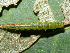  (Hypena sp. ACL3211 - YAWCATCR0970)  @12 [ ] CreativeCommons - Attribution Non-Commercial Share-Alike (2015) C. Redmond Czech Academy of Sciences