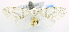  (Lemyra sp. ACL4203 - USNM ENT 00723578)  @13 [ ] Unspecified (default): All Rights Reserved  Unspecified Unspecified