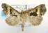  (ErebidaeGEN sp. ACM9983 - USNM ENT 00726240)  @13 [ ] Unspecified (default): All Rights Reserved  Unspecified Unspecified