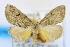  ( - USNM ENT 00726340)  @13 [ ] Unspecified (default): All Rights Reserved  Unspecified Unspecified