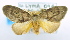  (Artaxa sp - USNM ENT 00726393)  @13 [ ] Unspecified (default): All Rights Reserved  Unspecified Unspecified