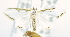 (Cirrhochrista nr. brizoalis - USNM ENT 00726570)  @12 [ ] Unspecified (default): All Rights Reserved  Unspecified Unspecified