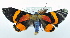  (Milionia sp. ACN0900 - USNM ENT 00726614)  @13 [ ] Unspecified (default): All Rights Reserved  Unspecified Unspecified